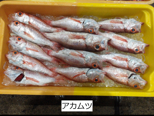 アカムツ