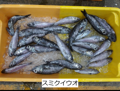 スミクイウオ