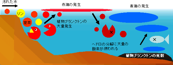 赤潮・青潮の発生メカニズム