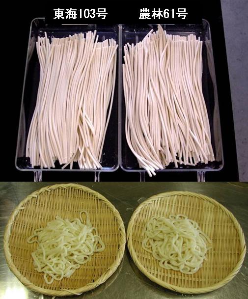 「東海103号」のめん(左)と「農林61号」のめん(右)