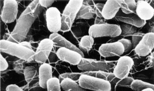 大腸菌の顕微鏡画像