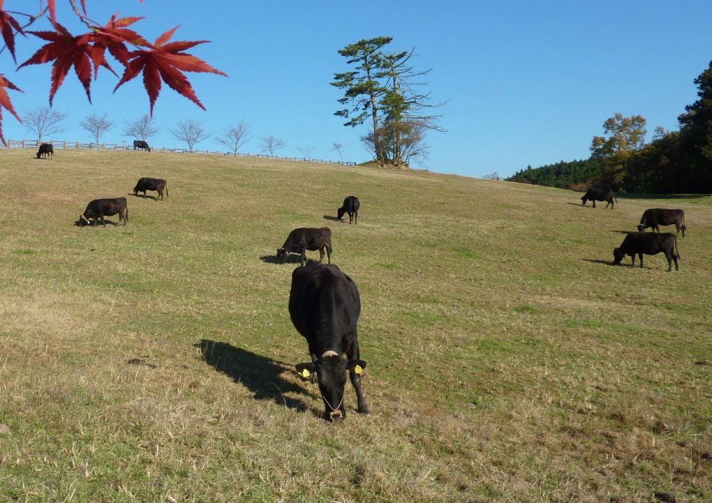 和牛の放牧風景