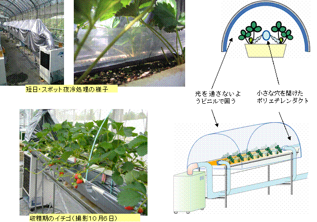 「短日・スポット夜冷処理システム」の設置状況と模式図