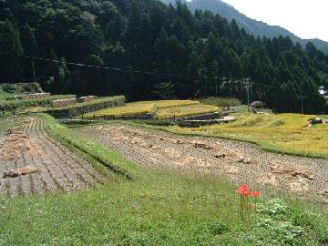 新城市　四谷千枚田