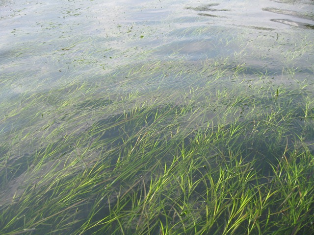 三河湾の「アマモ場」