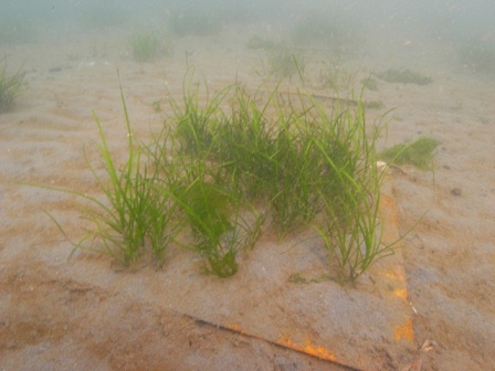 生えてきたアマモ　画像