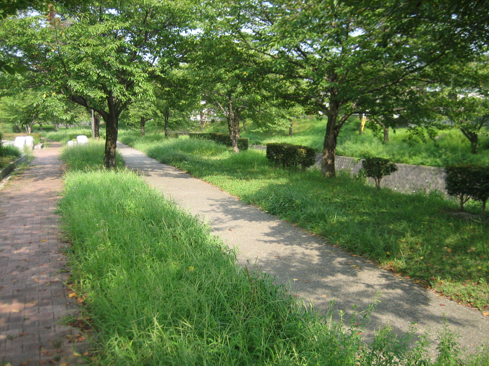 水無瀬川緑道(豊田市)