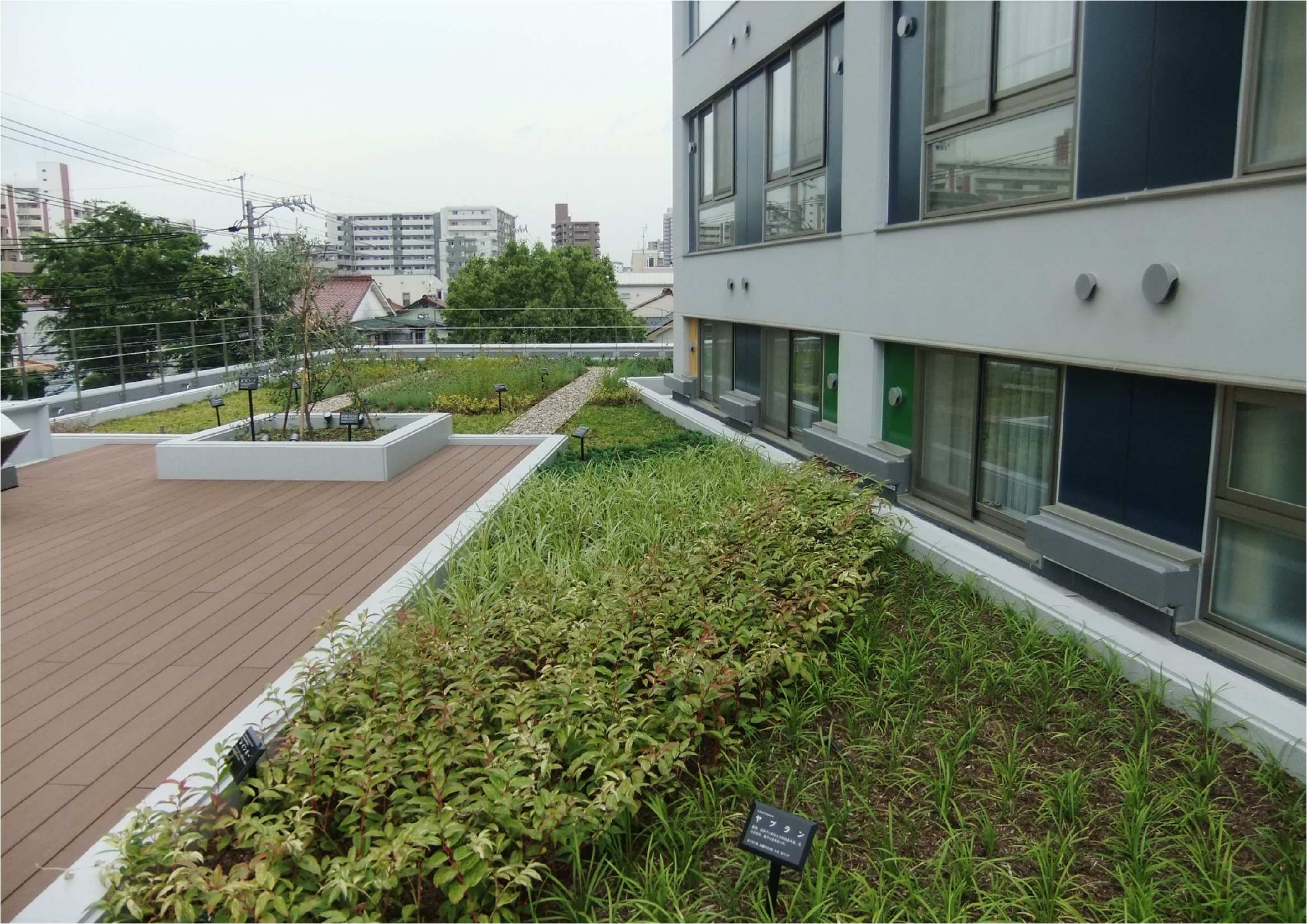 屋上緑化(名古屋市)