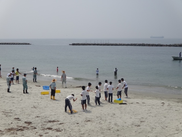 海岸で地びき網を引く中学生