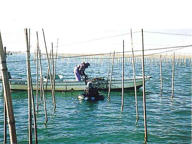 冬の冷たい海でのノリ養殖の作業