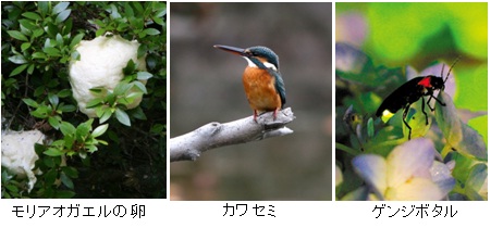 県民の森の自然(モリアオガエルの卵、カワセミ、ゲンジボタル)
