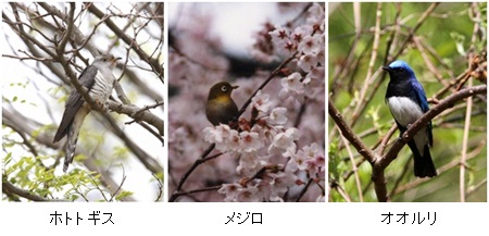 県民の森で見られる鳥