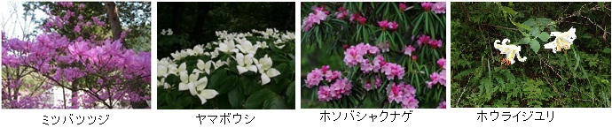 県民の森で見られる花