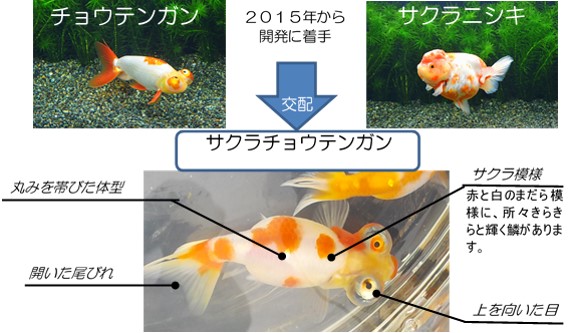 「サクラチョウテンガン」の開発経緯及び特徴