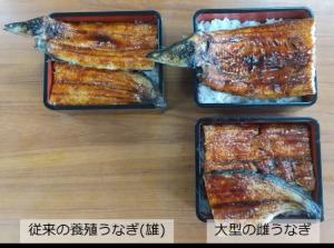 1尾のうなぎを2倍に活用