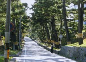 岡崎市藤川町旧東海道松並路