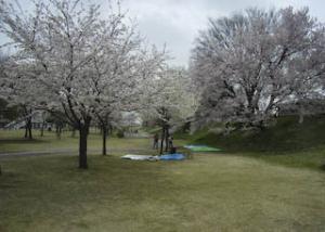 木曽川旧堤防・桜並木