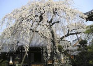 円明寺の枝垂れ桜