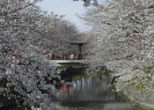 五条川の桜