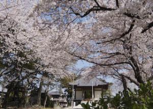 安楽寺の桜