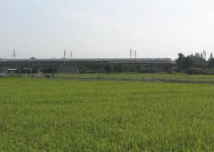 新幹線と田園風景