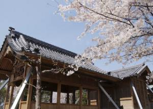 賣夫神社の桜