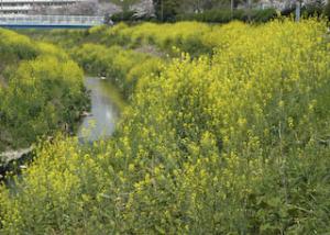 石ヶ瀬川