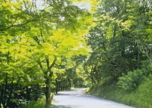 森林公園内の遊歩道