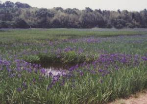 小堤西池のカキツバタ群落と東側丘陵地