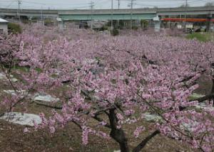 小牧市の東部丘陵の桃畑