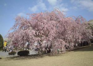 幸田文化公園しだれ桜