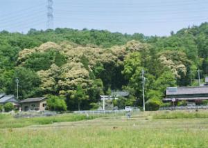 曽野八王子神社