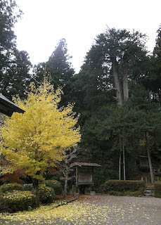 甘泉寺のコウヤマキ