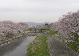 音羽川に架かる旧御油橋と満開の桜