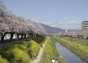 佐奈川 桜並木