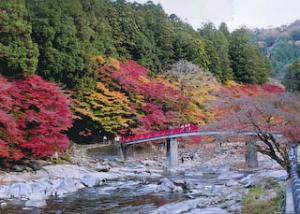 燃える紅葉