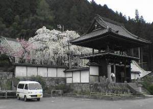 稲武瑞龍寺のしだれ桜