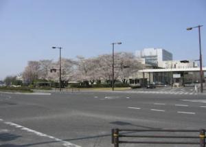 トヨタ町の桜