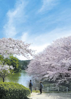 大池公園の桜