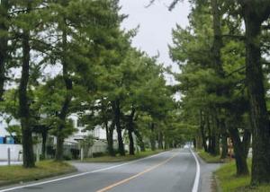 知立の東海道松並木