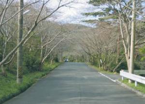 滝頭公園の桜並木