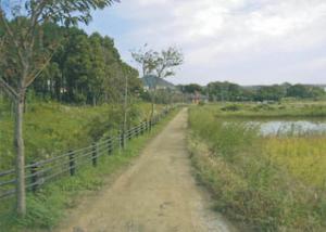 藤七原のゲンジボタル(庄司川付近)