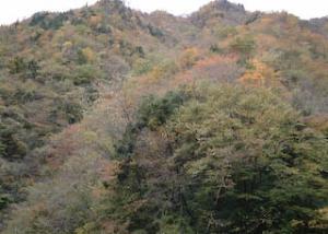 豊根村富山字大尾の紅葉