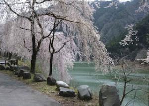 みどり湖畔の桜