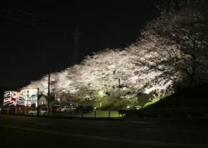 美しく照らし出される黄金堤の桜