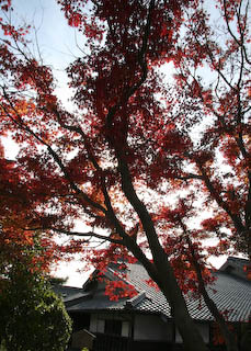 糟谷邸の紅葉