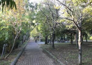 碧緑地の遊歩道