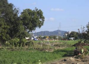 扶桑町柏森東山自然林