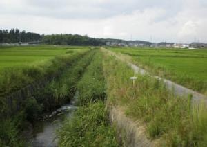 茶屋川両岸の田園風景