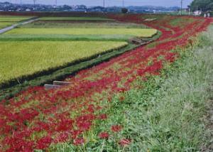 童話の里を彩る三百万本の彼岸花